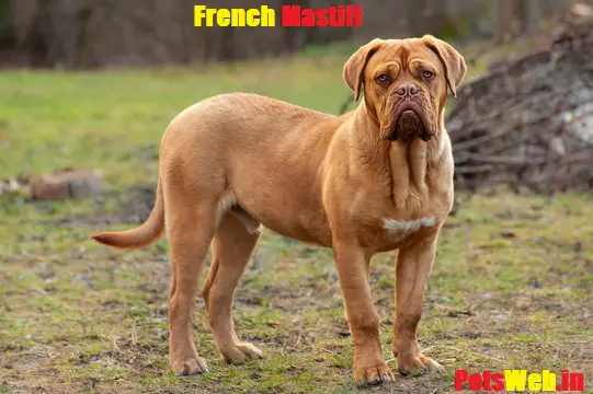 French mastiff price in India