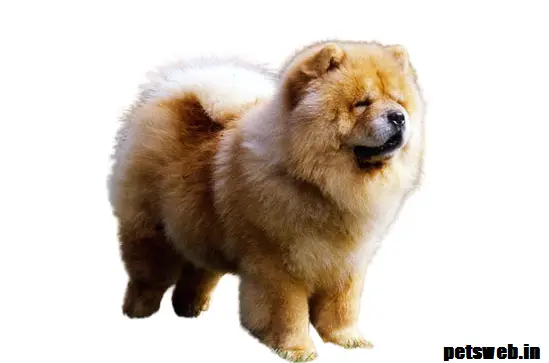 chow chow price in india
