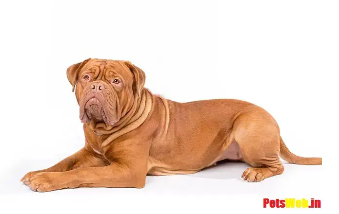 French Mastiff Price In India With Monthly Expenses Petsweb In