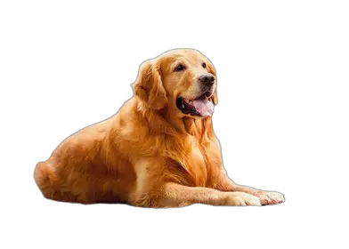 golden retriever price in delhi