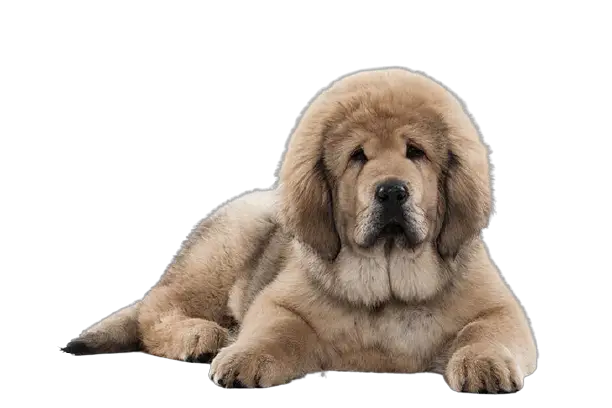 Tibetan Mastiff price in india