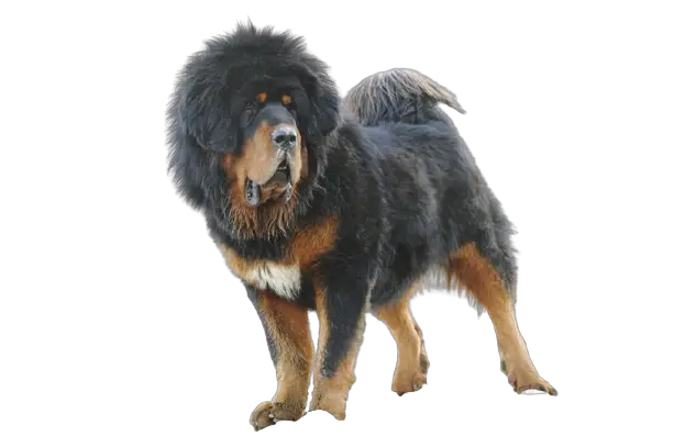 Tibetan Mastiff price in india