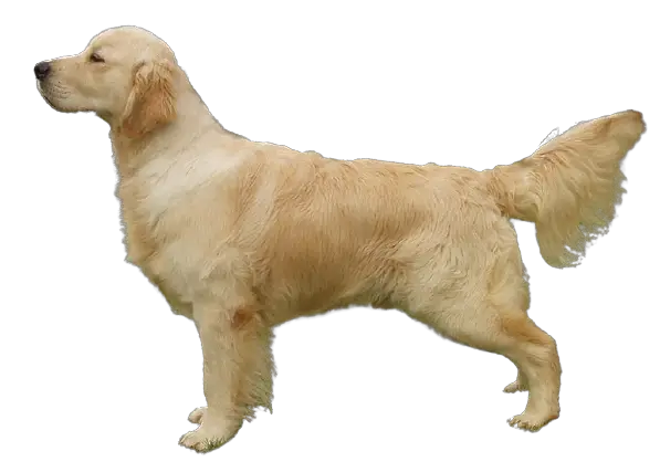 golden retriever price in delhi