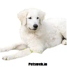 kuvasz price in india