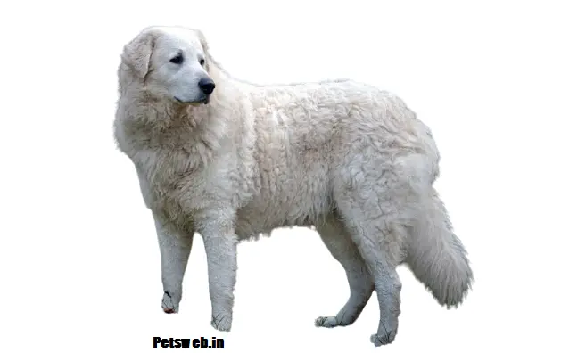 kuvasz price in india
