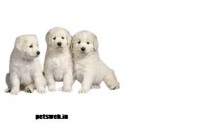 kuvasz puppy price in india
