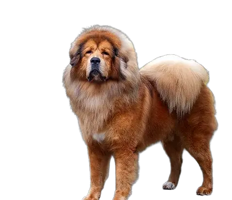 Tibetan Mastiff price in india
