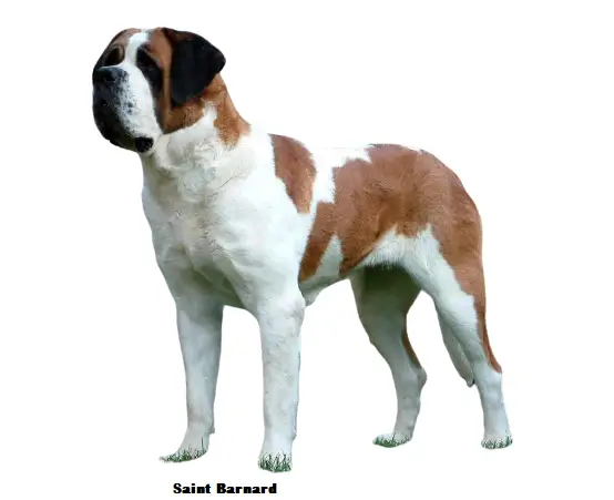 saint bernard price in delhi