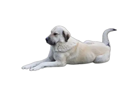 kangal dog price in india
