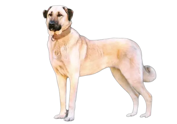 kangal dog price in india