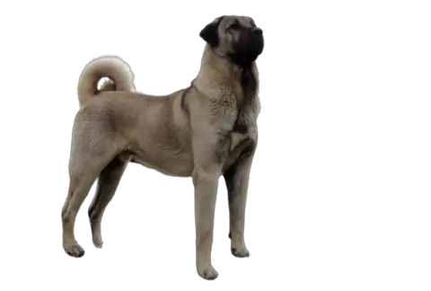 Kangal Dog Price in India (2021) With Adequate Expenses? - petsweb.in