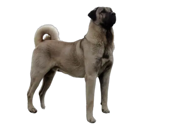 kangal dog price in india