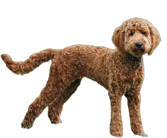 labradoodle price in india
