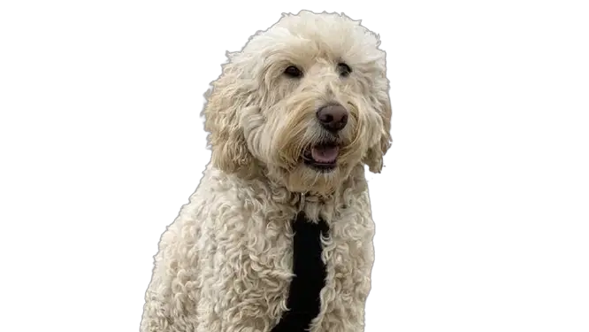 labradoodle price in india
