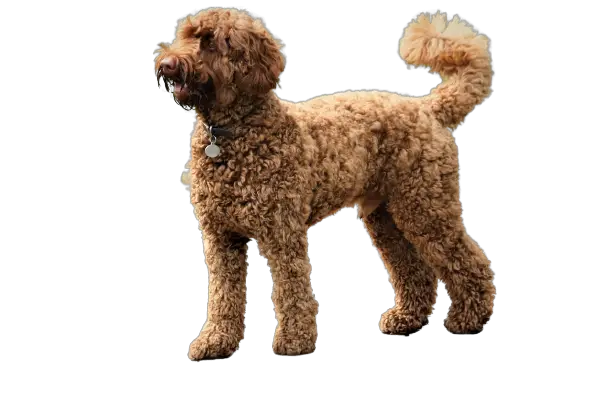 labradoodle price in india
