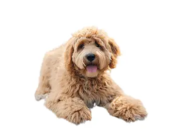 labradoodle price in india
