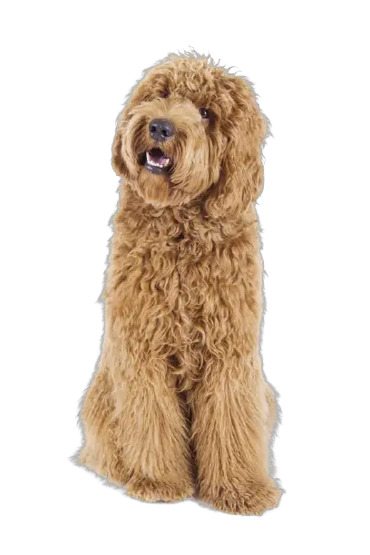 labradoodle price in india
