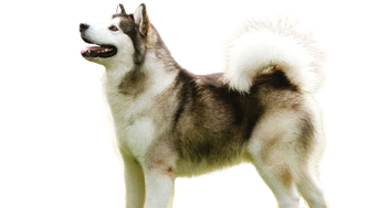 can alaskan malamute survive in india