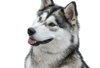 can alaskan malamute survive in india