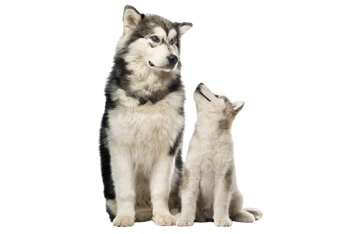 alaskan malamute how much do they cost