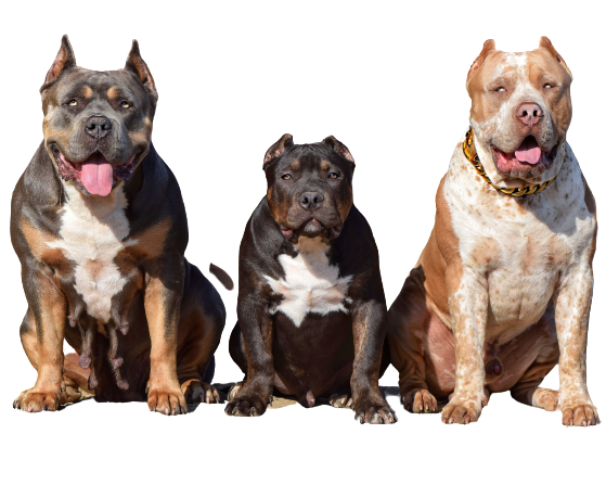 American Bully Price in India (2021) With Monthly Charges