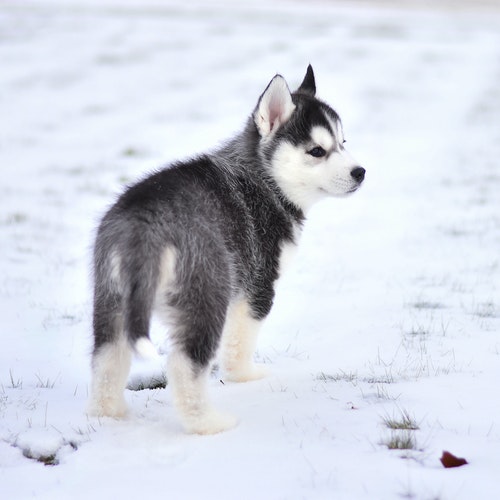 Siberian Husky price in India
