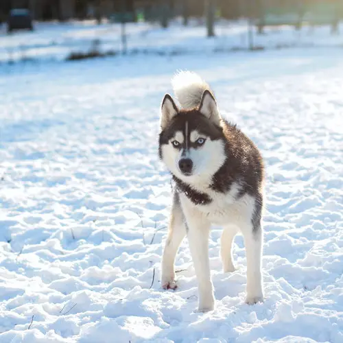 Siberian Husky price in India