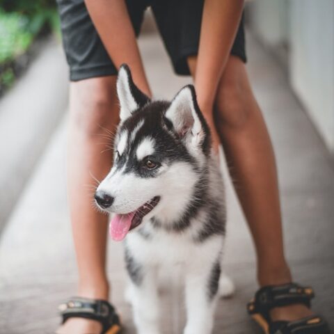 Siberian Husky Price in India (2024) with Adequate Expenses - PetsWeb