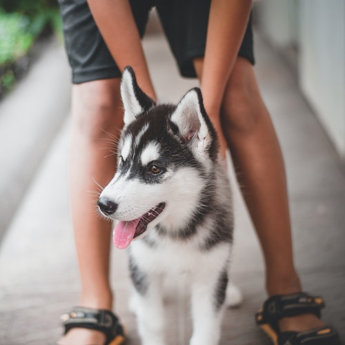 Siberian Husky price in India