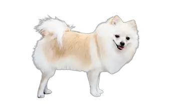 Pomeranian Price In India 21 With Adequate Monthly Expenses Petsweb