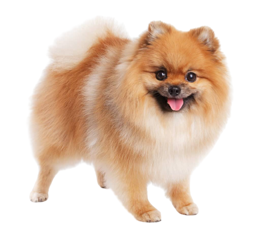 what is the cost of pomeranian puppy in india