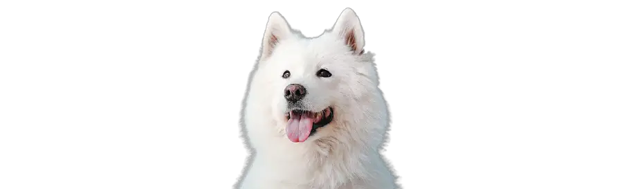 samoyed price in india
