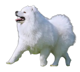 samoyed price in india