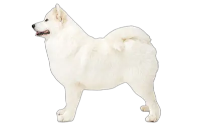 samoyed price in india
