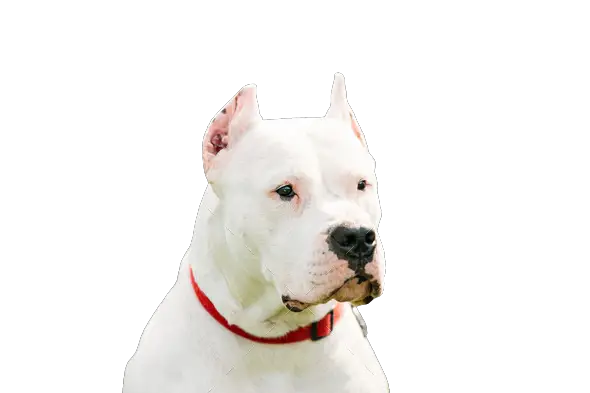 dogo argentino price in india
