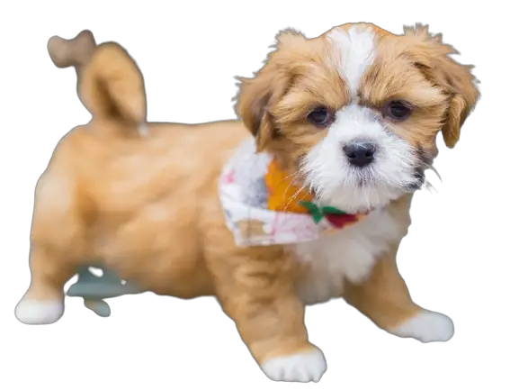 lhasa apso price in india
