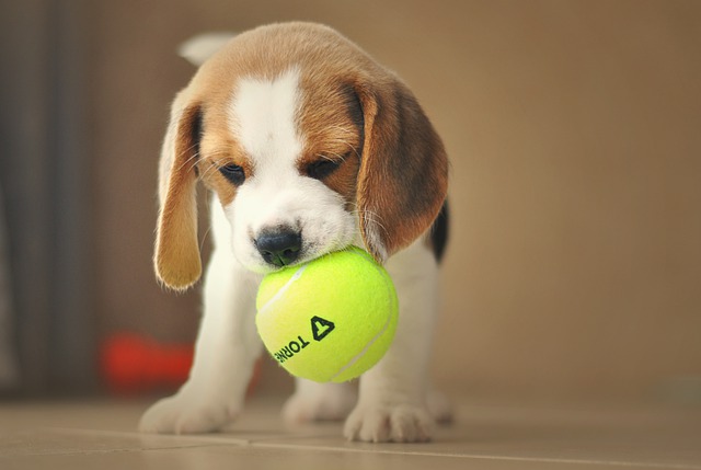 beagle price in india
