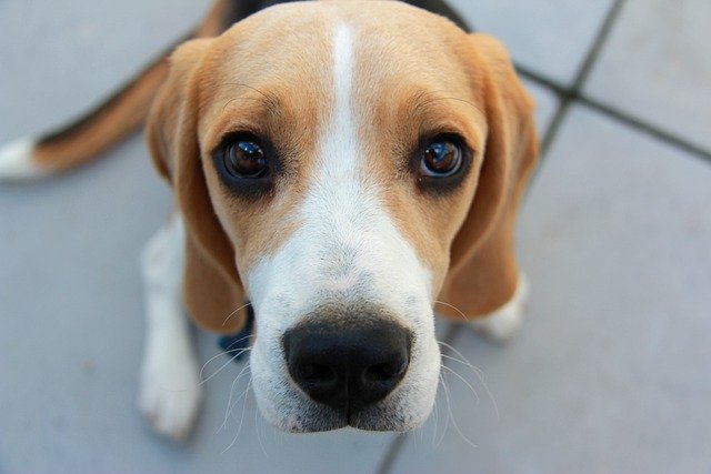 beagle price in india