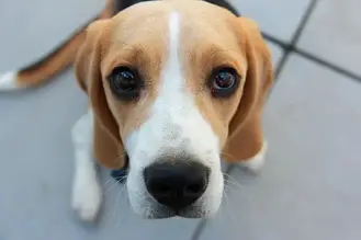 India does a how much beagle cost in Miniature Beagles