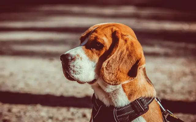 beagle price in india