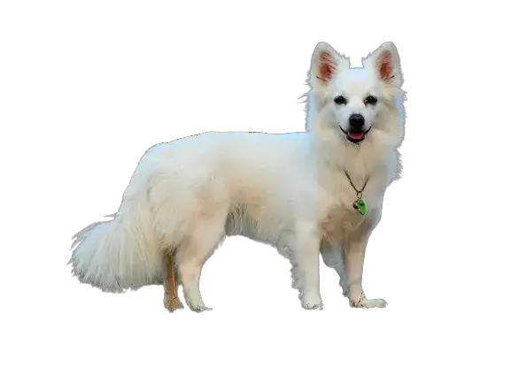 Indian Spitz Price In India 21 With Monthly Expenses Petsweb In