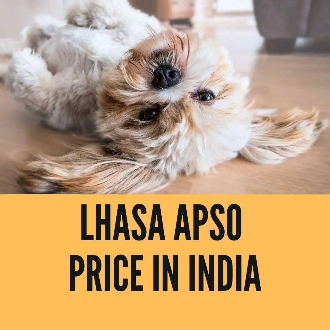 lhasa apso price in india