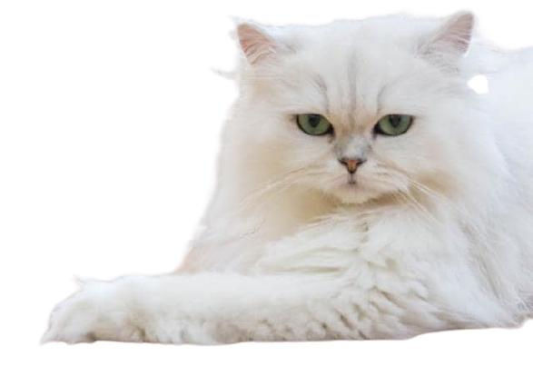 himalayan cat price in indian rupees