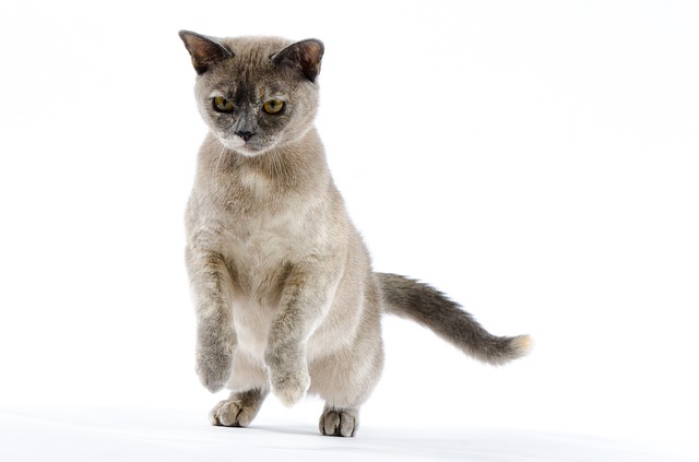 Burmese cat price in india