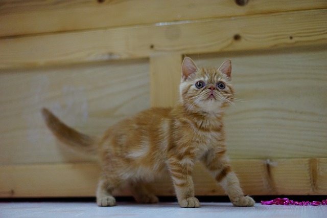 Exotic Shorthair cat price in india