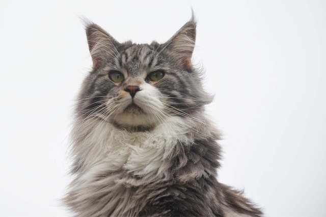 Maine coon cat price in india