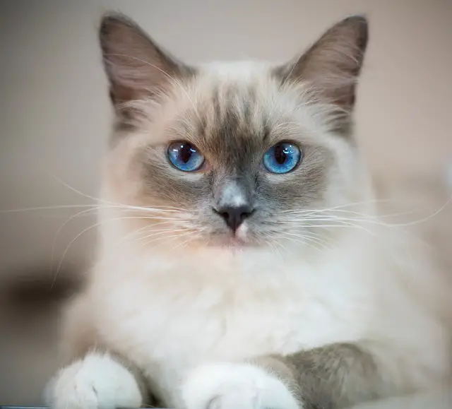 Ragdoll cat price in india
