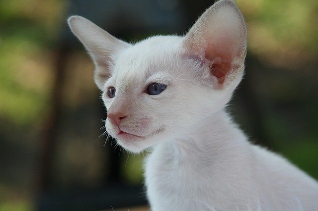 Siamese cat price in india