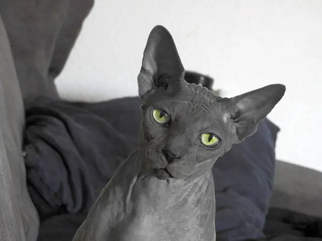  Sphynx Cat price in india
