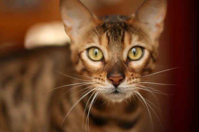 Bengal cat price in India
